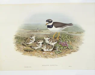 Pluvier grand-gravelot (Charadrius hiaticula), illustration
