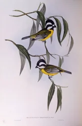 Tête-de-pie huppé (Falcunculus frontatus), gravure par John Gould