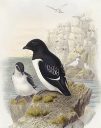 Mergule nain (Alle alle), Gravure de John Gould