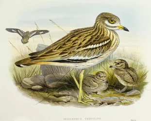 Œdicnème criard (Burhinus oedicnemus), gravure par John Gould