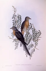 Coucou à éventail (Cacomantis flabelliformis), gravure de John Gould