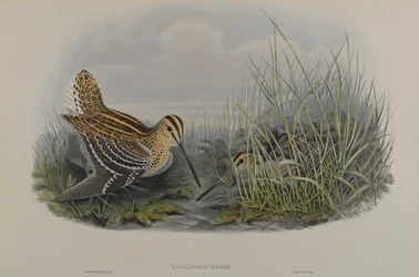 Gallinago Major - Grande Bécassine