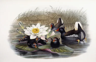 Gallinule poule-d