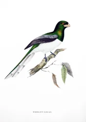 Trogon géant, oiseau d