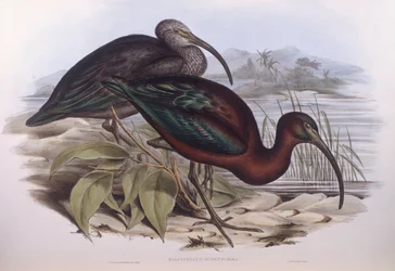 Ibis falcinelle (Plegadis falcinellus), gravure par John Gould