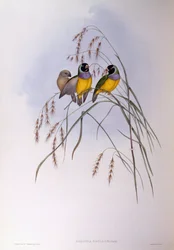 Diamant de Gould (Chloebia ou Erythrura gouldiae), gravure par John Gould