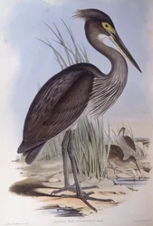 Héron à gros bec (Ardea sumatrana), gravure par John Gould