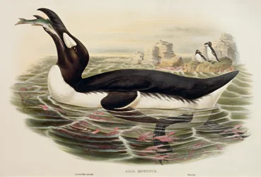 Grand pingouin Pinguinus impennis, gravure