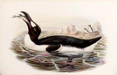 Grand Pingouin, de "Les Oiseaux de Grande-Bretagne", publié à Londres 1862-73