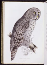 Grand Hibou cendré, de "Les Oiseaux de Grande-Bretagne", publié à Londres, 1862-73