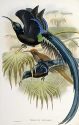 Grand oiseau de paradis à bec en faucille