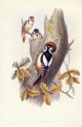 Pic épeiche (Dendrocopos major), gravure de John Gould