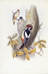 Pic épeiche (Dendrocopos major), gravure par John Gould