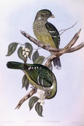 Oiseau-chat vert (Ailuroedus crassirostris), gravure par John Gould