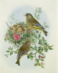 Verdier, 1873