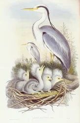 Graveur de John Gould, Héron cendré (Ardea cinerea)