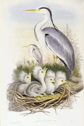 Héron cendré (Ardea cinerea), gravure par John Gould