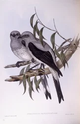 Échenilleur terrestre (Coracina maxima), gravure de John Gould