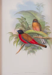 Harpactes Duvauceli, planche de Les Oiseaux de Grande-Bretagne de John Gould, publié 1862-73