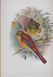 Harpactes Oreskios, planche de Les Oiseaux de Grande-Bretagne de John Gould, publié 1862-73