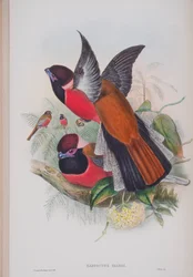 Harpactus Diardi, planche de Les Oiseaux de Grande-Bretagne de John Gould, publié 1862-73