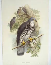 Bondrée apivore (Pernis apivorus), illustration