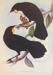 Illustration du couple Huia