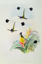 Colibri, gravé par Walter et Cohn