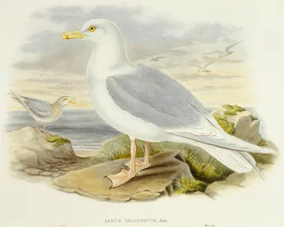 Goéland bourgmestre (Larus glaucoides), gravure par John Gould