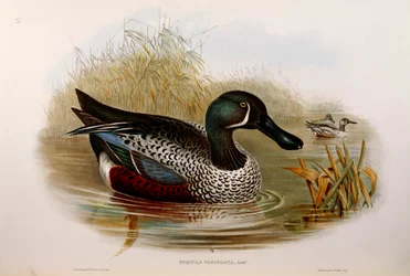 Illustration de "Les Oiseaux d