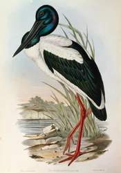 Illustration de "Les Oiseaux d