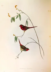 Illustration de "Les Oiseaux d