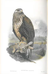 Illustration de la Buse pattue