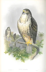 Illustration de la Buse variable