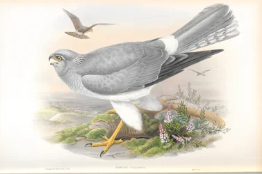 Illustration de Circus Cyaneus (Busard Saint-Martin)