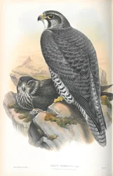 Illustration du Faucon gerfaut norvégien