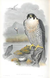 Illustration du Faucon pèlerin