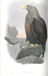 Illustration de Haliaeetus albicilla (pygargue à queue blanche)