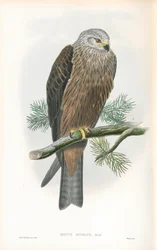 Illustration de Milvus migrans (milan noir)