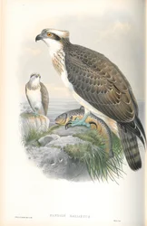 Illustration du Balbuzard pêcheur