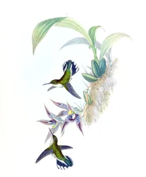Illustration de Phlogophilus hemileucurus sur Paphinia cristata (orchidée)