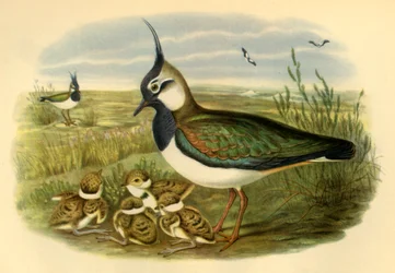 Vanneau et ses petits, 1865, 1942