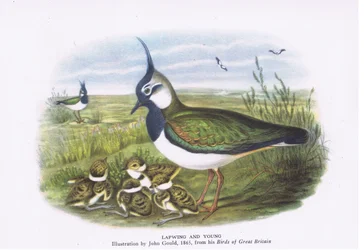 Vanneau et ses petits, Nature en Grande-Bretagne publiée par Collins, 1946