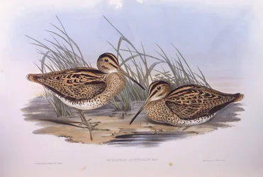 Bécassine de Latham (Gallinago hardwickii), gravure par John Gould