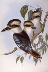 Martin-chasseur géant (Dacelo novaeguineae), gravure de John Gould