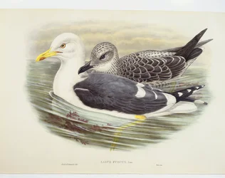 Goéland brun (Larus fuscus), illustration