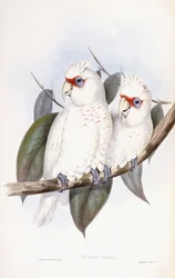Cacatoès à long bec
