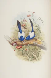 Malurus leuconotus, de "Les Oiseaux d