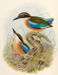 Pitta des mangroves (Pitta à ailes bleues) Pitta megarhyncha Schlegel