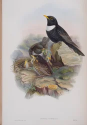 Merula Torquata, planche de The Birds of Great Britain de John Gould, publié 1862-73